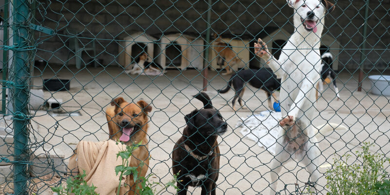 “A Louzanimales recebe vários pedidos de ajuda todos os dias”