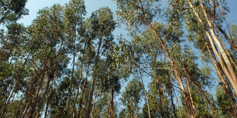 Concelho conta mais mil hectares de eucalipto em 6 anos