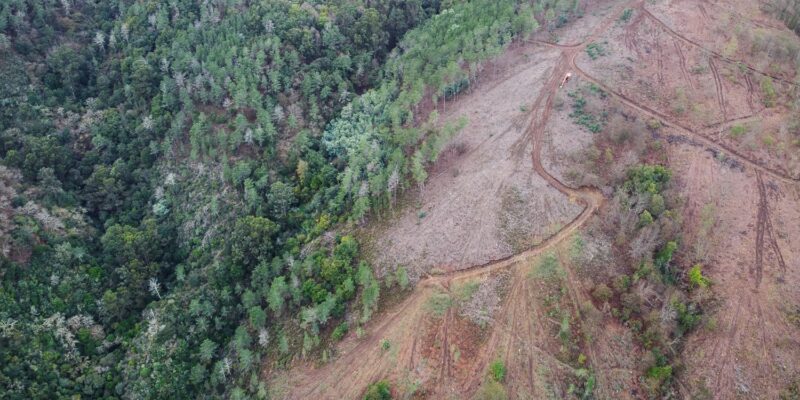 ICNF diz que o corte raso de árvores “não ameaça território”