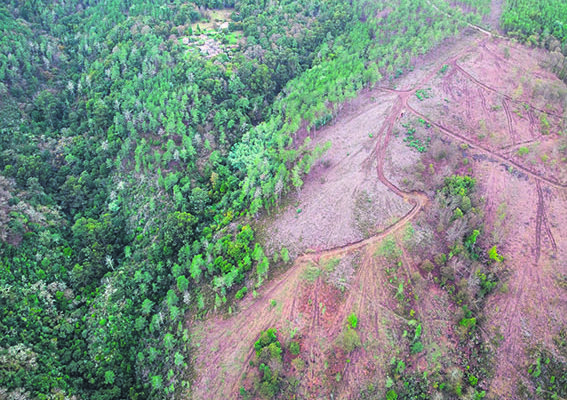 Acordo entre associações e madeireiros suspende corte de árvores na Serra da Lousã
