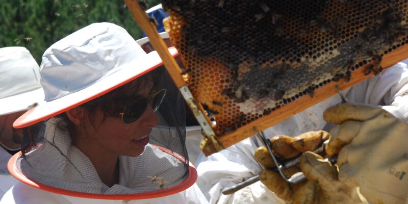 Trevim: Leia também Produção de mel continua com dificuldades