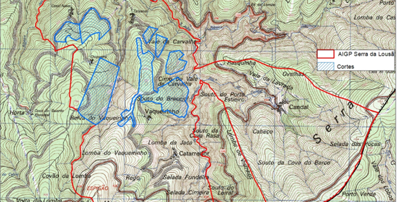 Corte raso de árvores na Serra da Lousã ainda sem solução