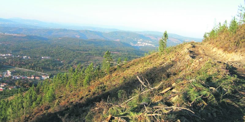Baldios de Vilarinho adjudicam corte de 22.521 árvores