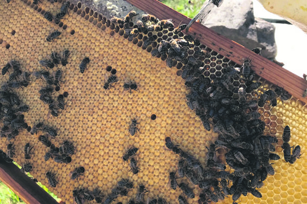 Trevim: Leia também Produção de mel afetada por mudanças no coberto vegetal