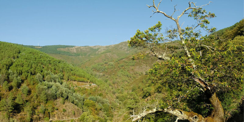 Gestão de 15 mil hectares da Serra da Lousã em c...
