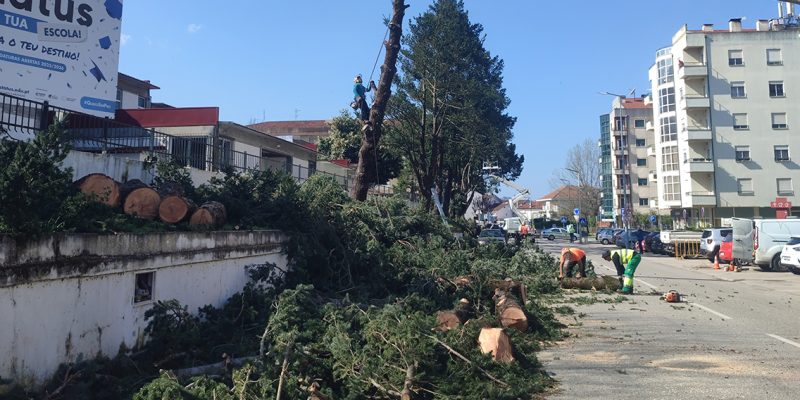 Trevim: Leia também Câmara cortou 13 árvores no centro da vila por precaução
