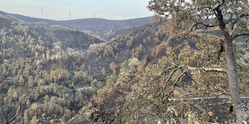 Cinco aldeias da Serra da Lousã recebem ações de gestão de combustível